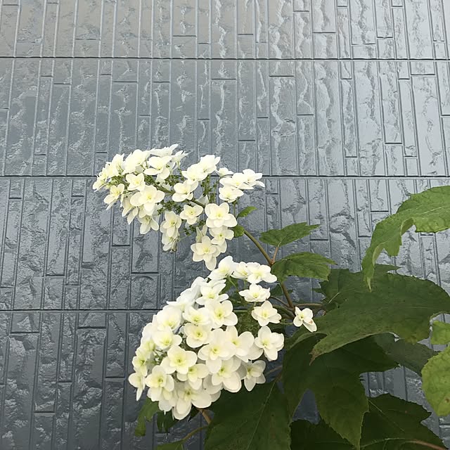maruriaさんの実例写真