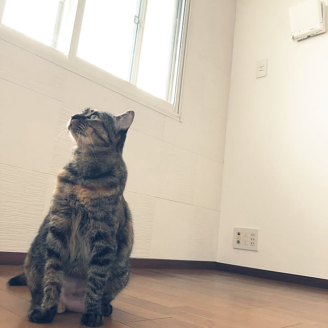 Sachinosukeさんの実例写真