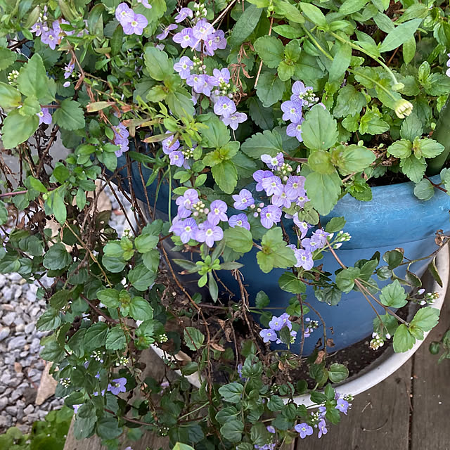 amiromikaさんの実例写真