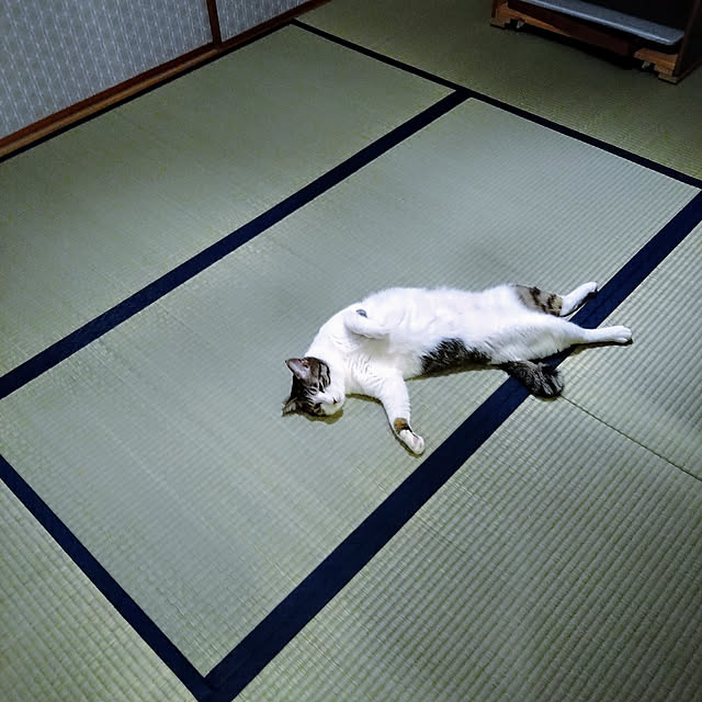 okyosan101さんの実例写真