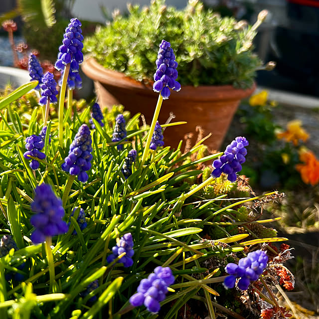 skhrさんの実例写真