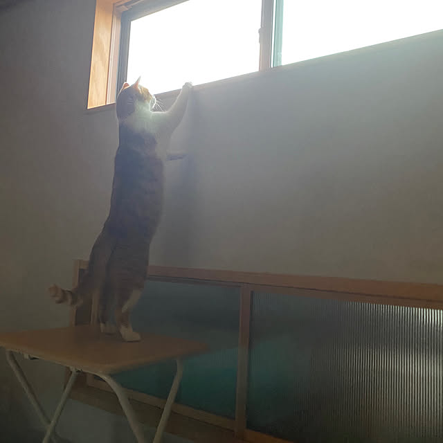 senbei.sakuramochiさんの実例写真