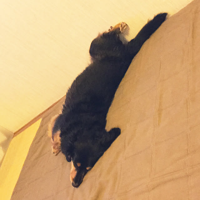 ohanaさんの実例写真