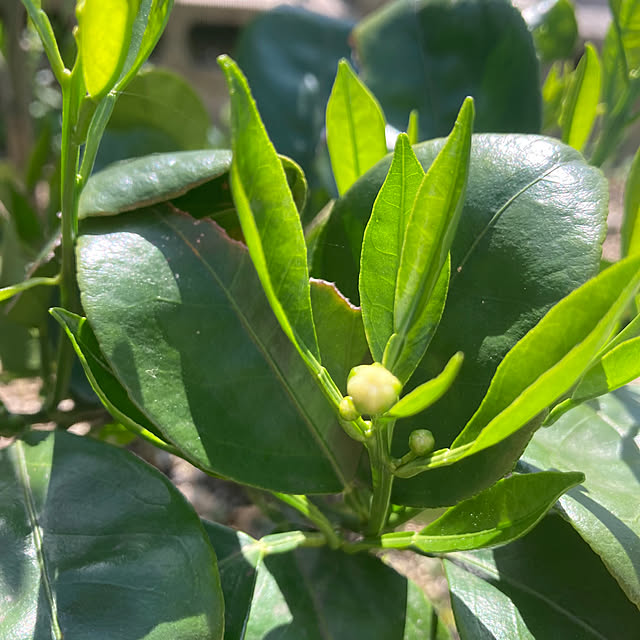 kazu-cafeさんの部屋