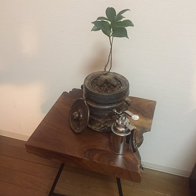 棚/がじゅまる/霧吹き/観葉植物のインテリア実例 - 2016-11-10 23:31:23