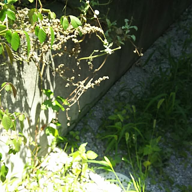gogoash54さんの実例写真