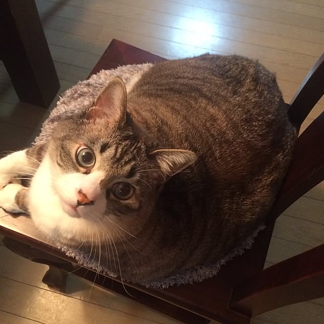 makoronさんの実例写真