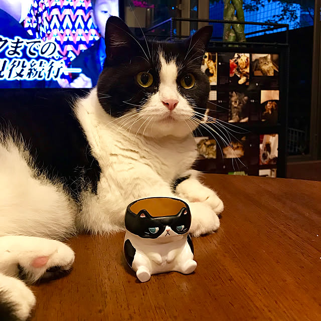 butachanさんの実例写真