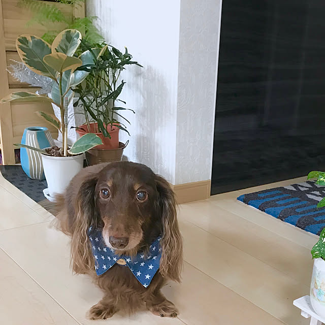 fuuさんの実例写真
