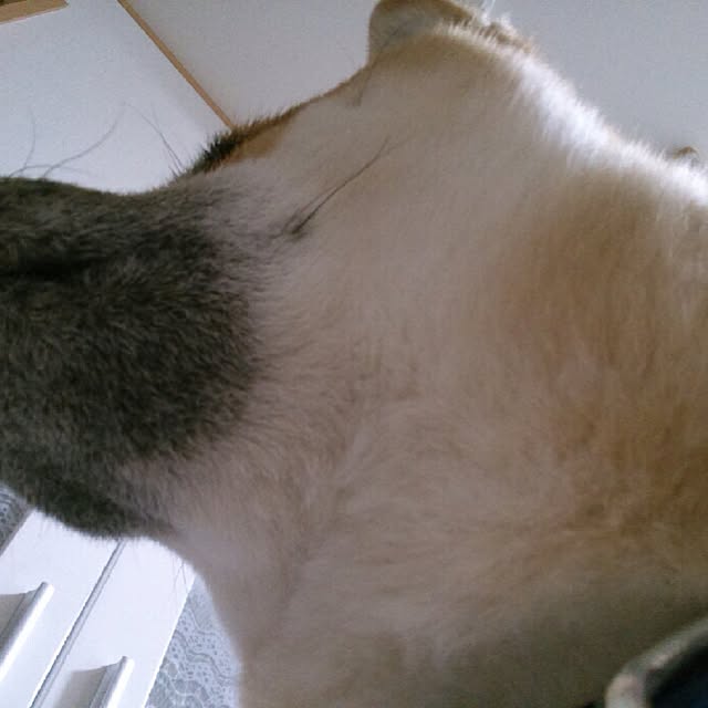 kotaさんの実例写真