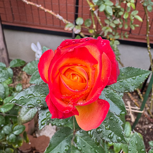 RoseLife5818さんの部屋