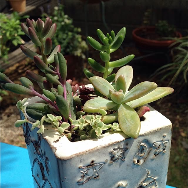 棚/手作り/多肉植物/植物のインテリア実例 - 2015-06-12 09:40:24
