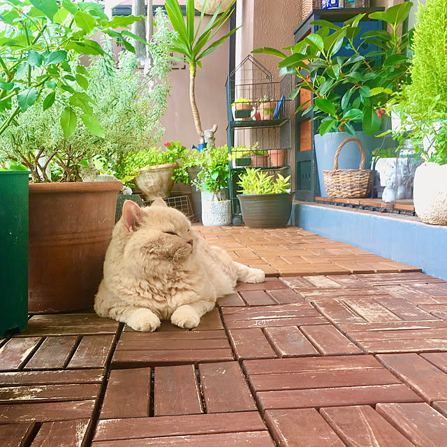 naokoさんの実例写真