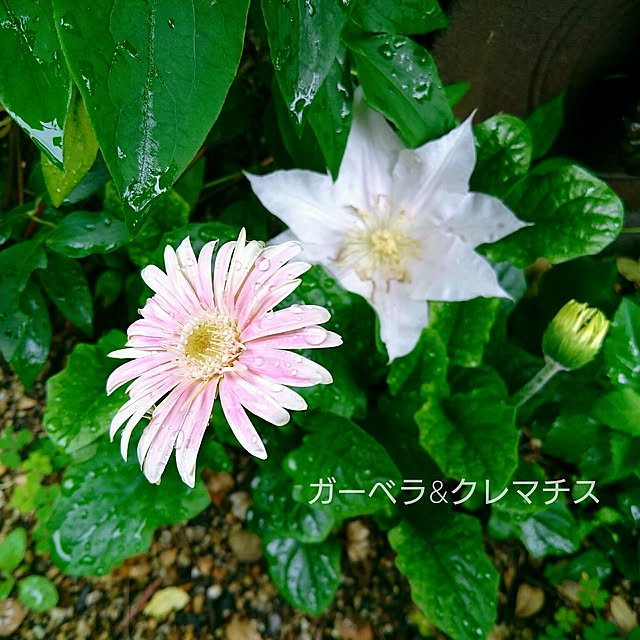 monblanさんの実例写真