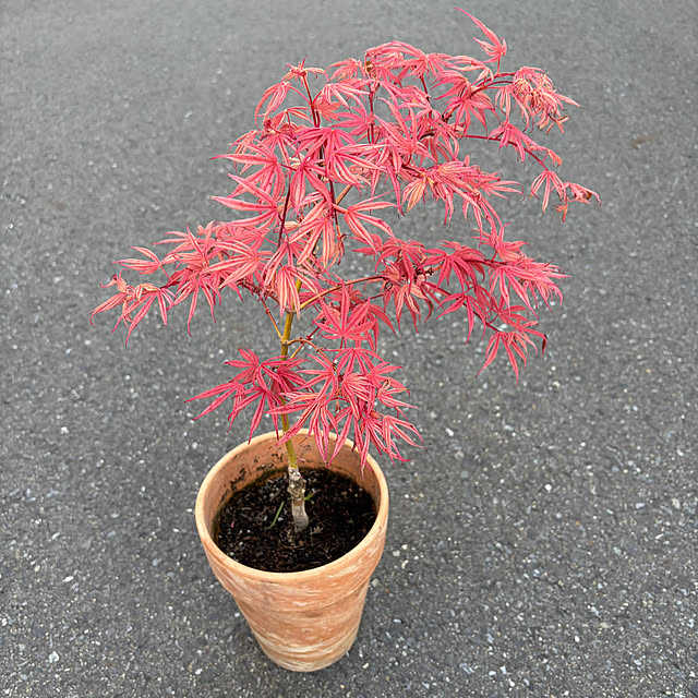 poi.cueさんの実例写真