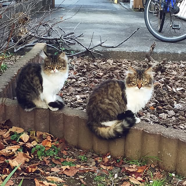 実例写真