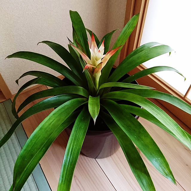 mikoさんの実例写真