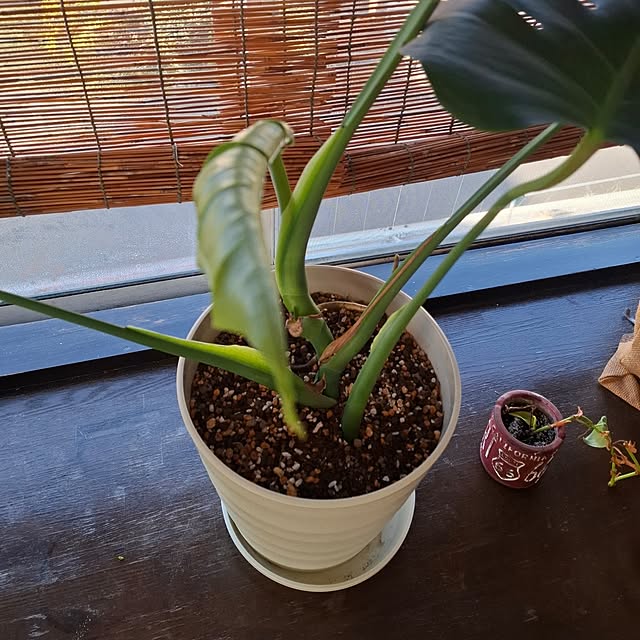 midoriさんの部屋