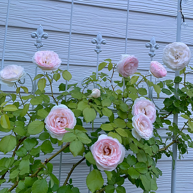 koko_hikaさんの部屋