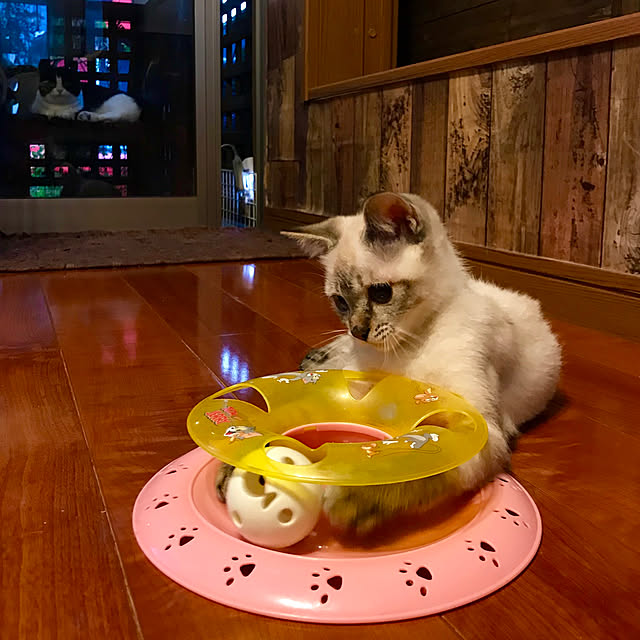 butachanさんの実例写真