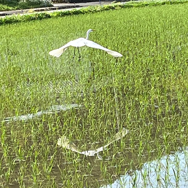 実例写真