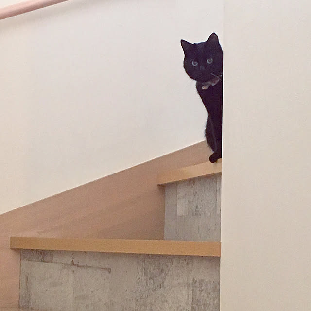 neco_mammamiaさんの実例写真