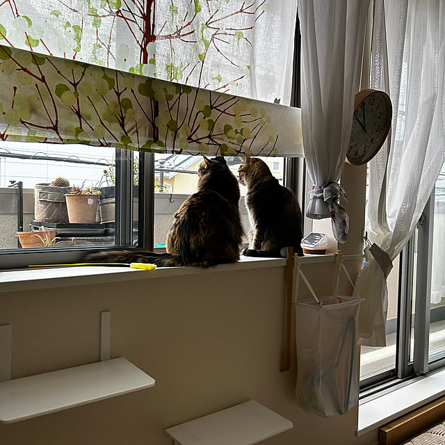 mikomaruさんの部屋