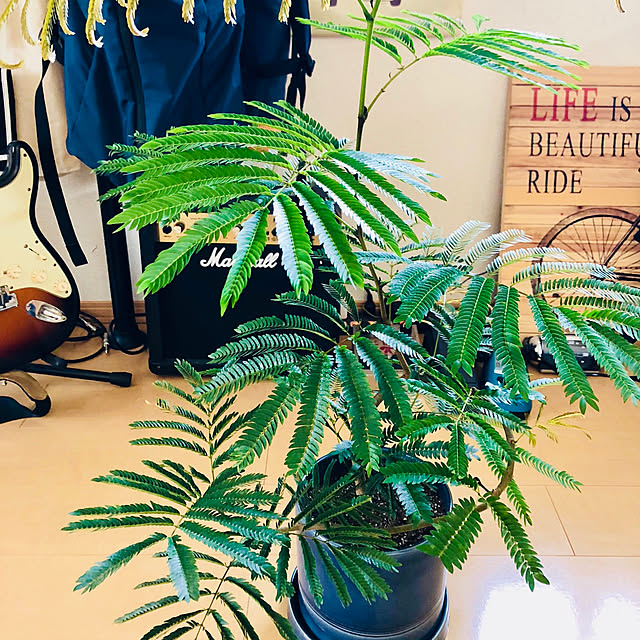 部屋全体/観葉植物のインテリア実例 - 2018-07-10 23:49:39