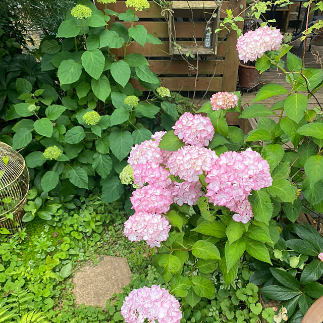 mintteaさんの部屋