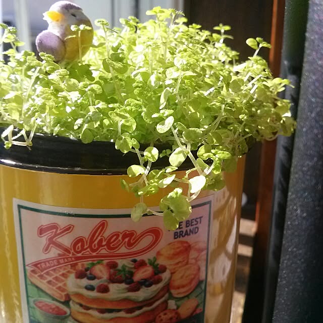 powさんの実例写真