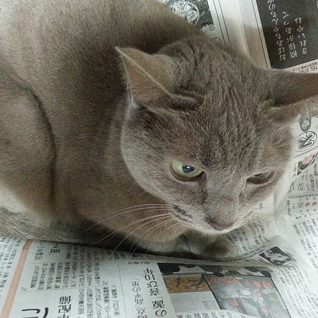 Yukikoさんの実例写真