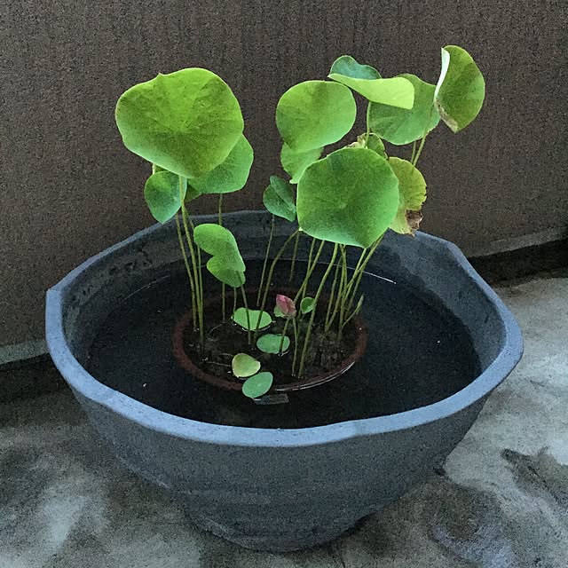 maromikiさんの実例写真