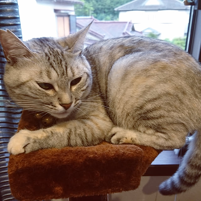 lelielさんの実例写真