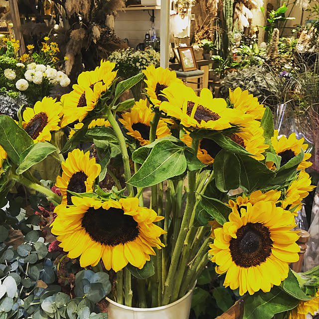 Jasmineさんの実例写真