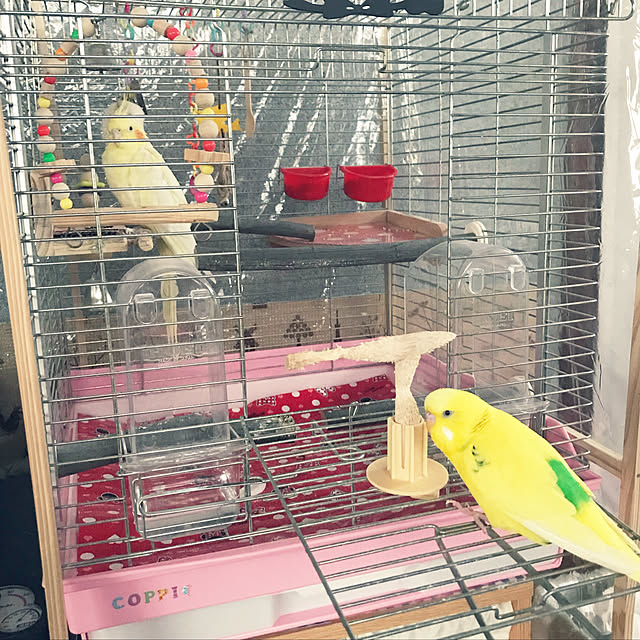 pipiさんの実例写真