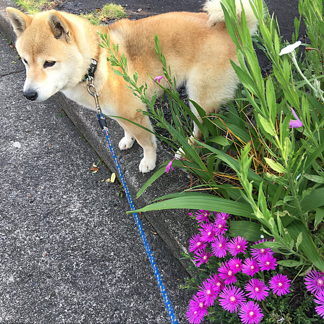 yuzuさんの実例写真