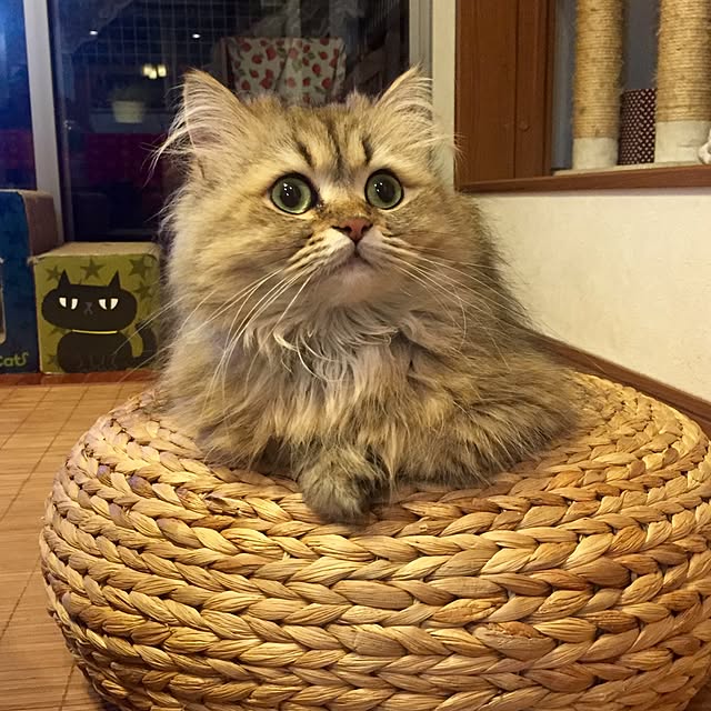 butachanさんの実例写真