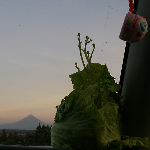 kikuさんの実例写真