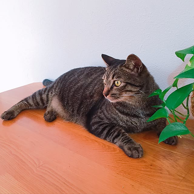 nyan.73さんの実例写真
