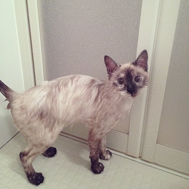 Hitomiさんの実例写真