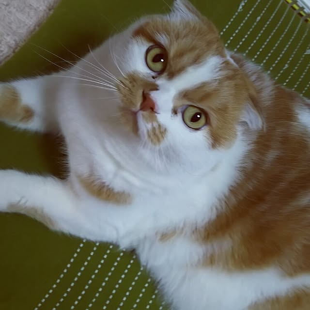 panchobiさんの実例写真
