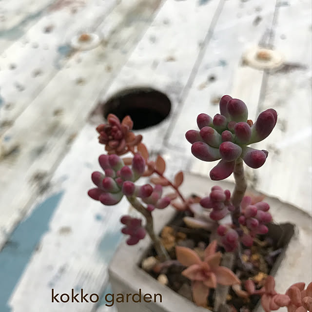 kokko3さんの実例写真