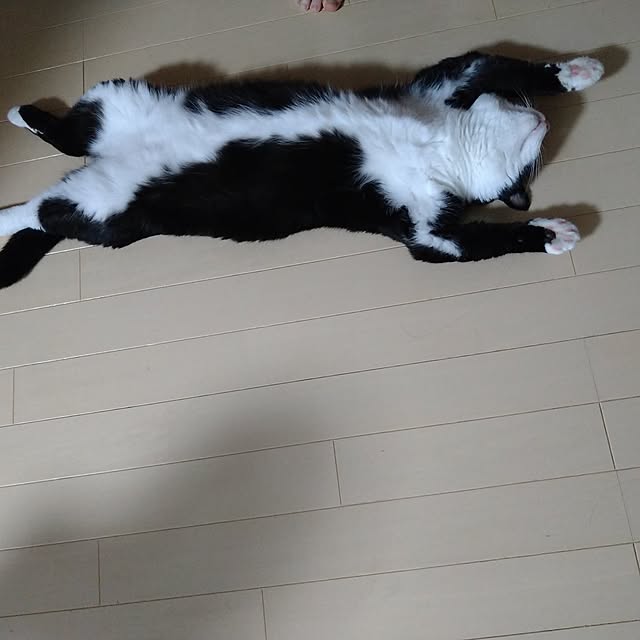 koromaroさんの実例写真