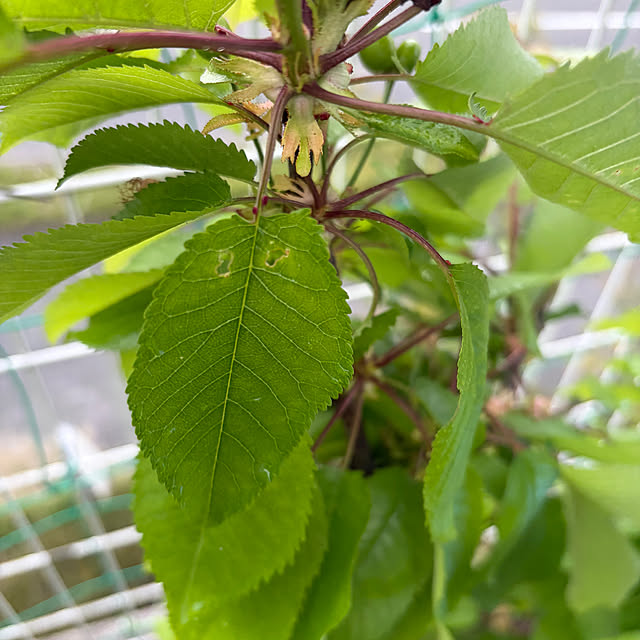 applepieさんの部屋