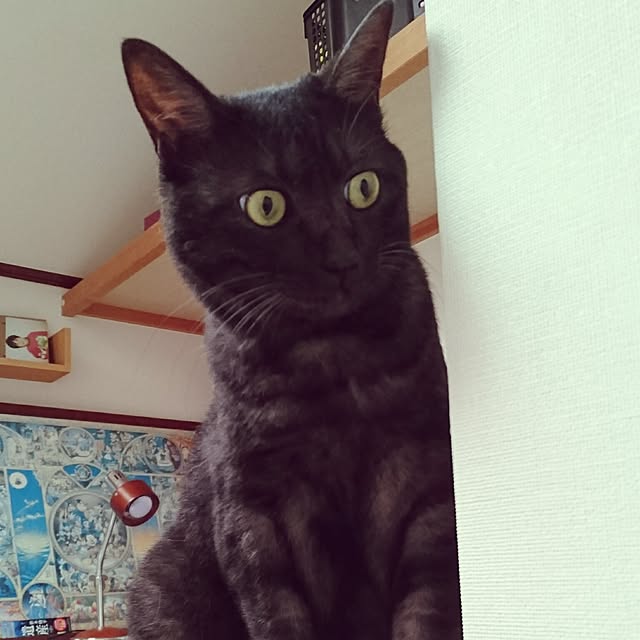 udonさんの実例写真