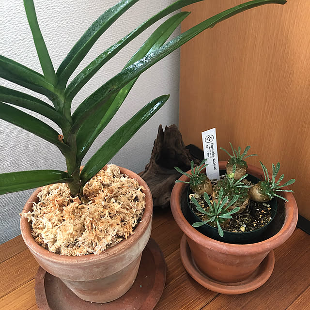 Oscarさんの実例写真