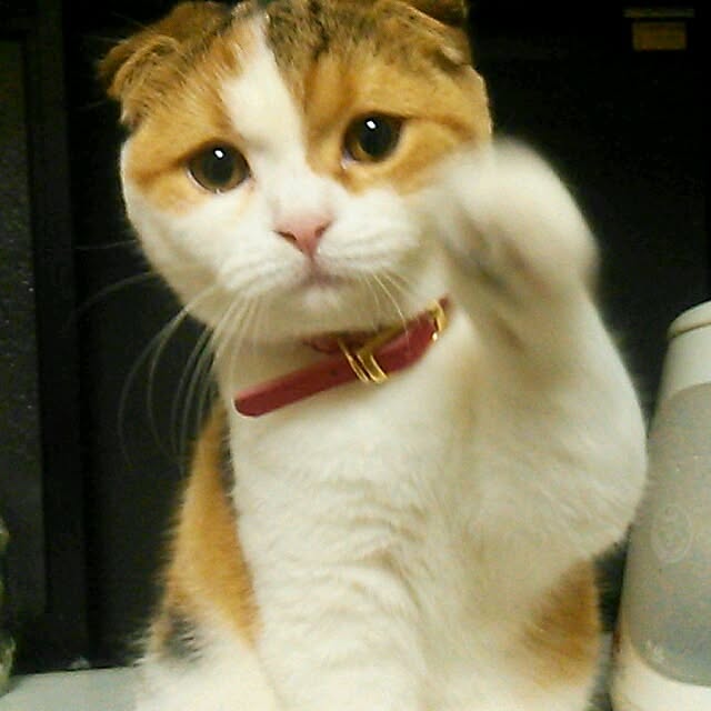 mikiさんの実例写真