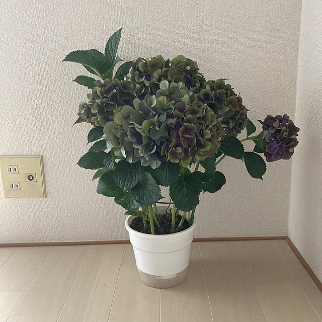 sakuramiffyさんの実例写真