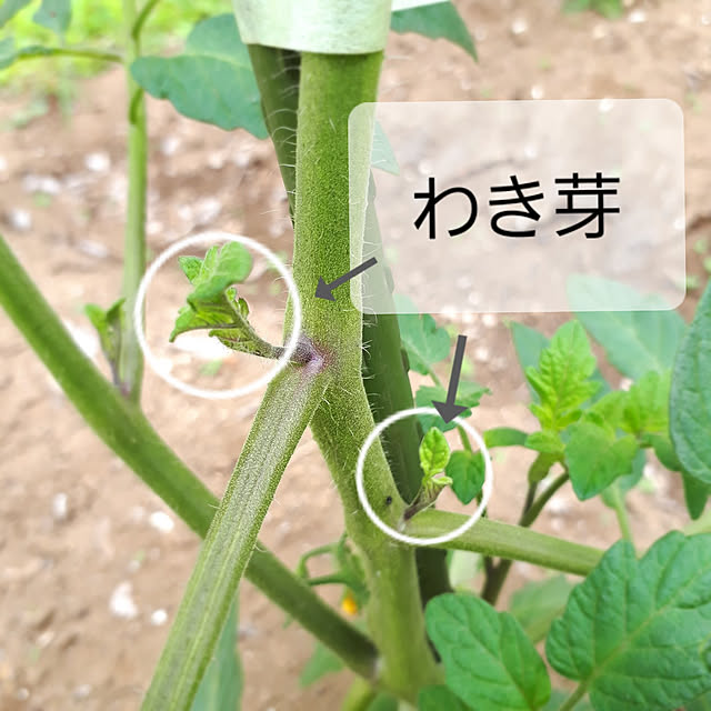 kazuraさんの実例写真
