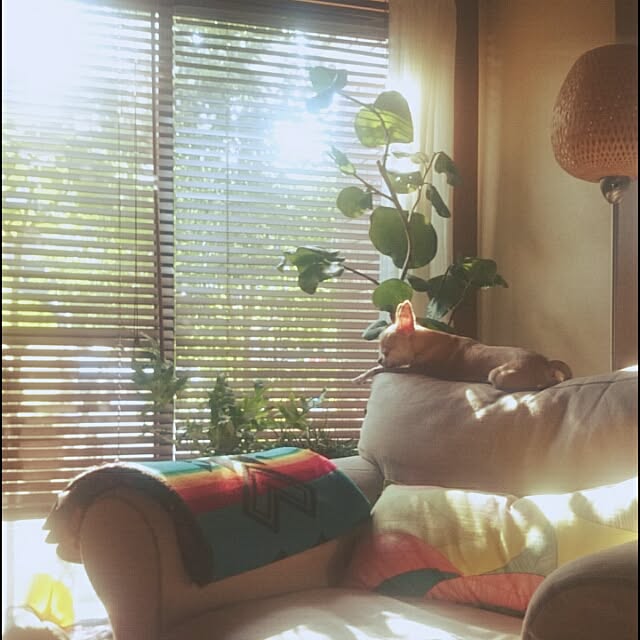 kakitaeさんの実例写真